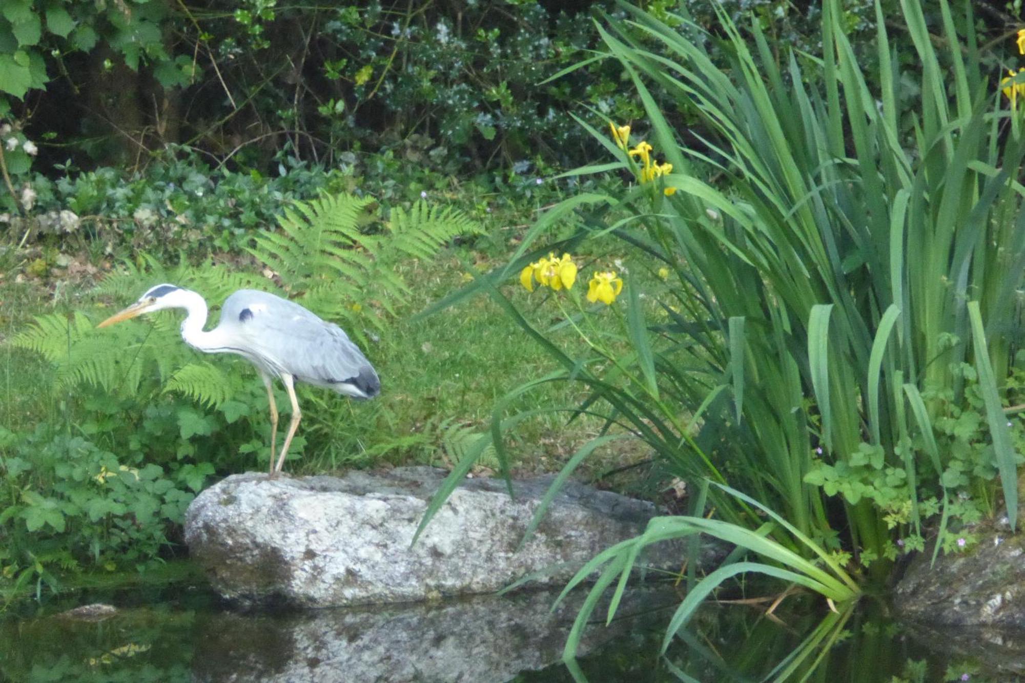 Chez Sophie Bed & Breakfast Plescop Bagian luar foto